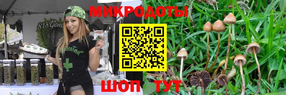 Липецк  закладка  Вход с VPN  Псилоцибиновые грибы Psilocybe 